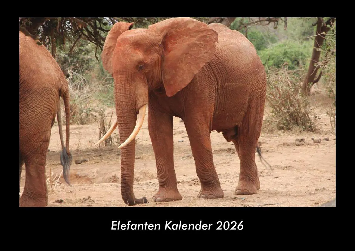 Cover: 9783695403363 | Elefanten Kalender 2026 Fotokalender DIN A3 | Tobias Becker | Kalender