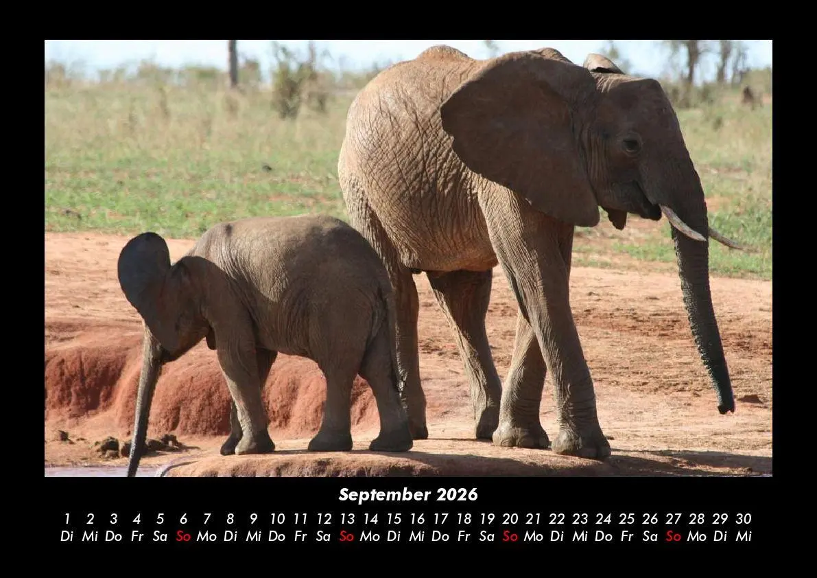 Bild: 9783695403363 | Elefanten Kalender 2026 Fotokalender DIN A3 | Tobias Becker | Kalender