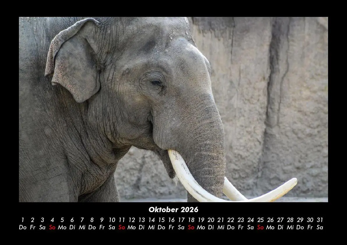 Bild: 9783695403363 | Elefanten Kalender 2026 Fotokalender DIN A3 | Tobias Becker | Kalender