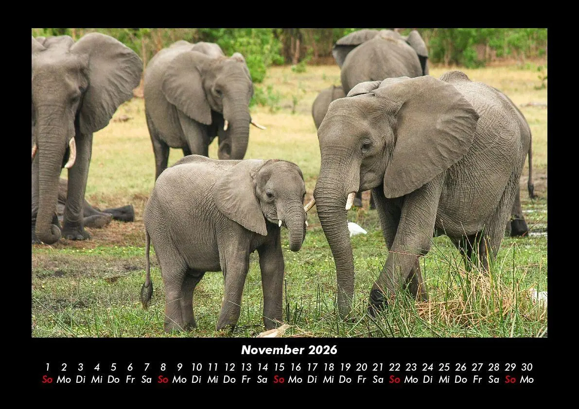 Bild: 9783695403363 | Elefanten Kalender 2026 Fotokalender DIN A3 | Tobias Becker | Kalender