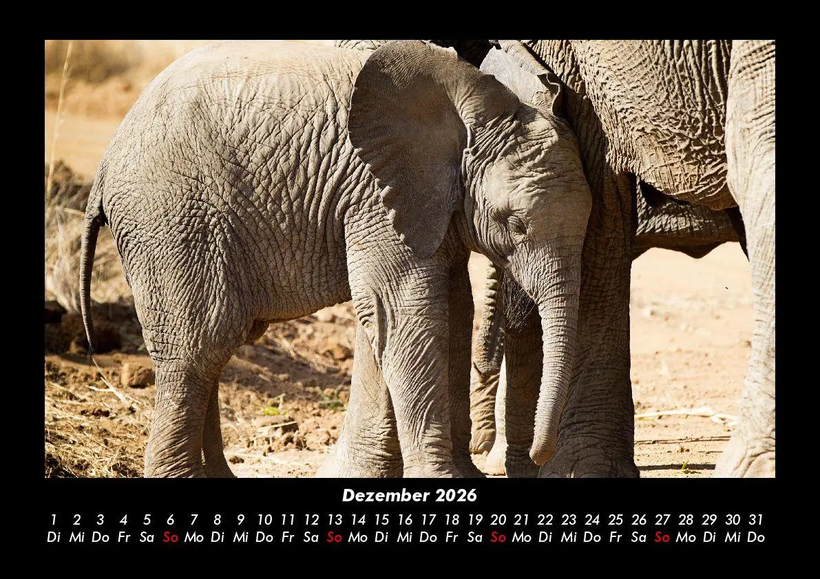 Bild: 9783695403363 | Elefanten Kalender 2026 Fotokalender DIN A3 | Tobias Becker | Kalender