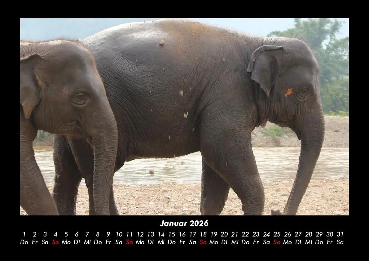 Bild: 9783695403363 | Elefanten Kalender 2026 Fotokalender DIN A3 | Tobias Becker | Kalender