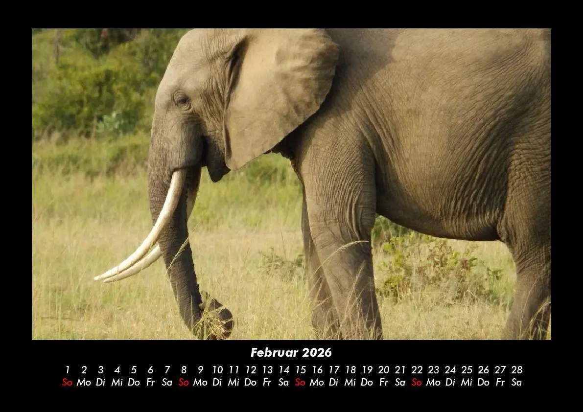 Bild: 9783695403363 | Elefanten Kalender 2026 Fotokalender DIN A3 | Tobias Becker | Kalender