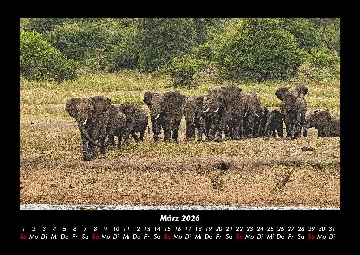 Bild: 9783695403363 | Elefanten Kalender 2026 Fotokalender DIN A3 | Tobias Becker | Kalender