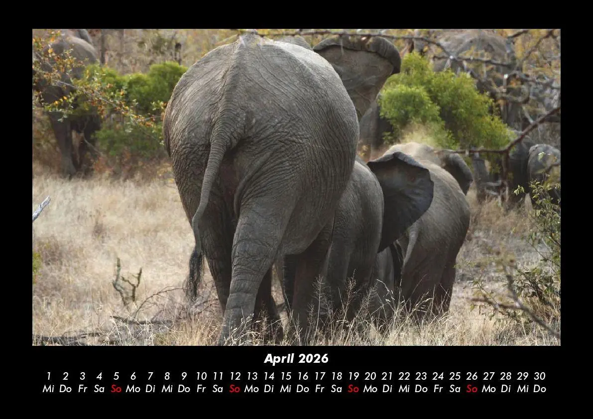 Bild: 9783695403363 | Elefanten Kalender 2026 Fotokalender DIN A3 | Tobias Becker | Kalender