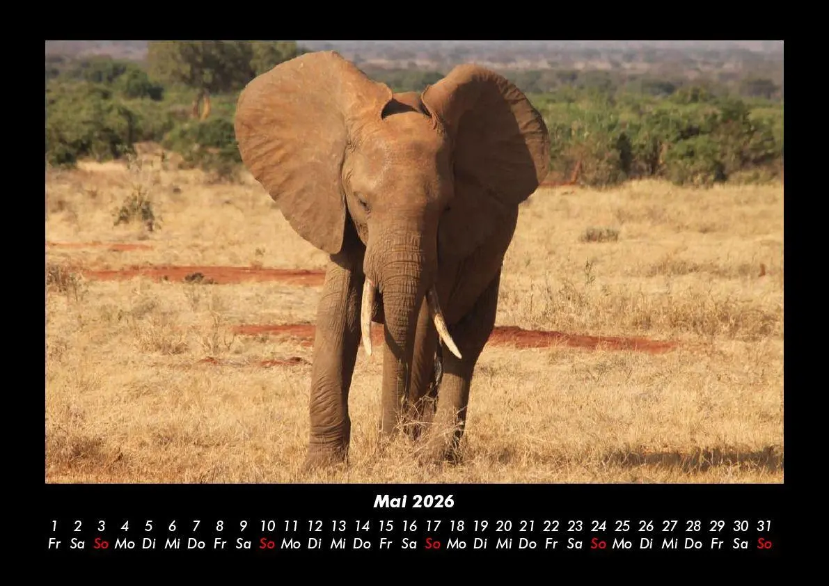 Bild: 9783695403363 | Elefanten Kalender 2026 Fotokalender DIN A3 | Tobias Becker | Kalender
