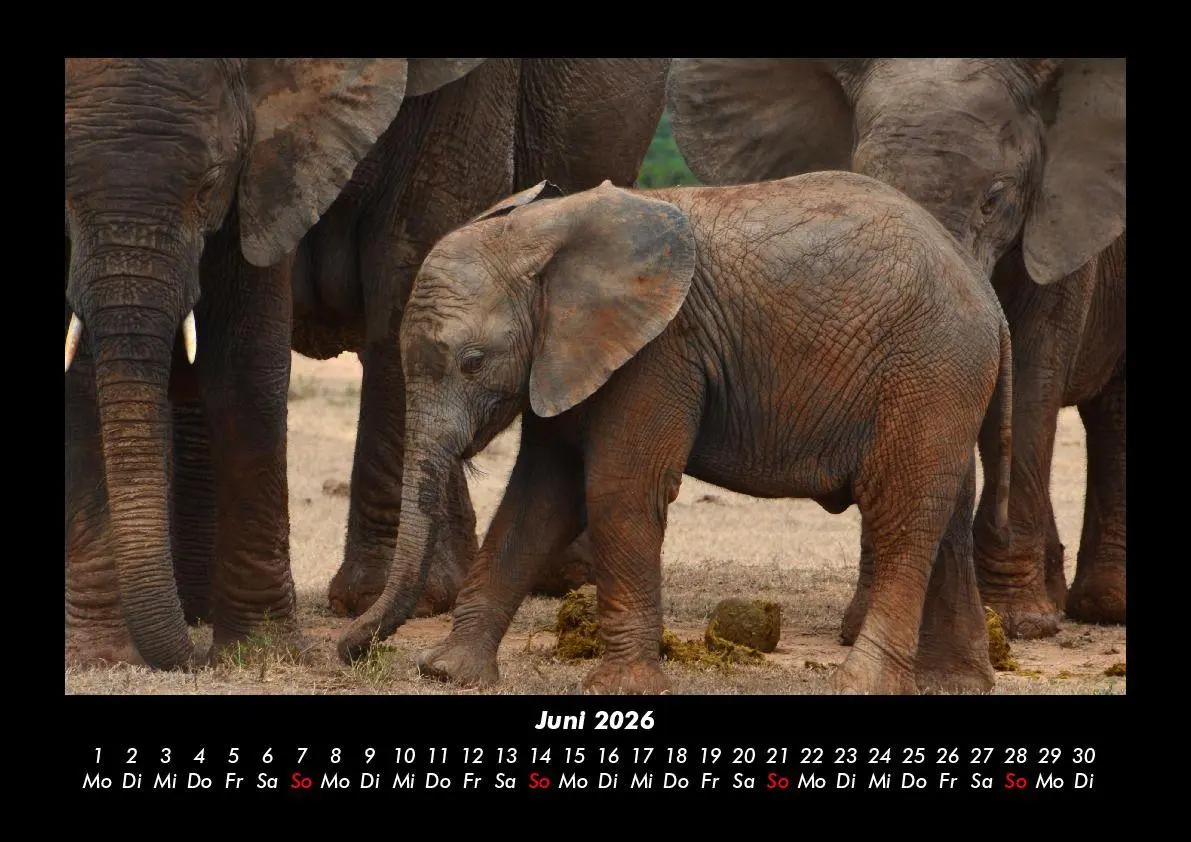 Bild: 9783695403363 | Elefanten Kalender 2026 Fotokalender DIN A3 | Tobias Becker | Kalender