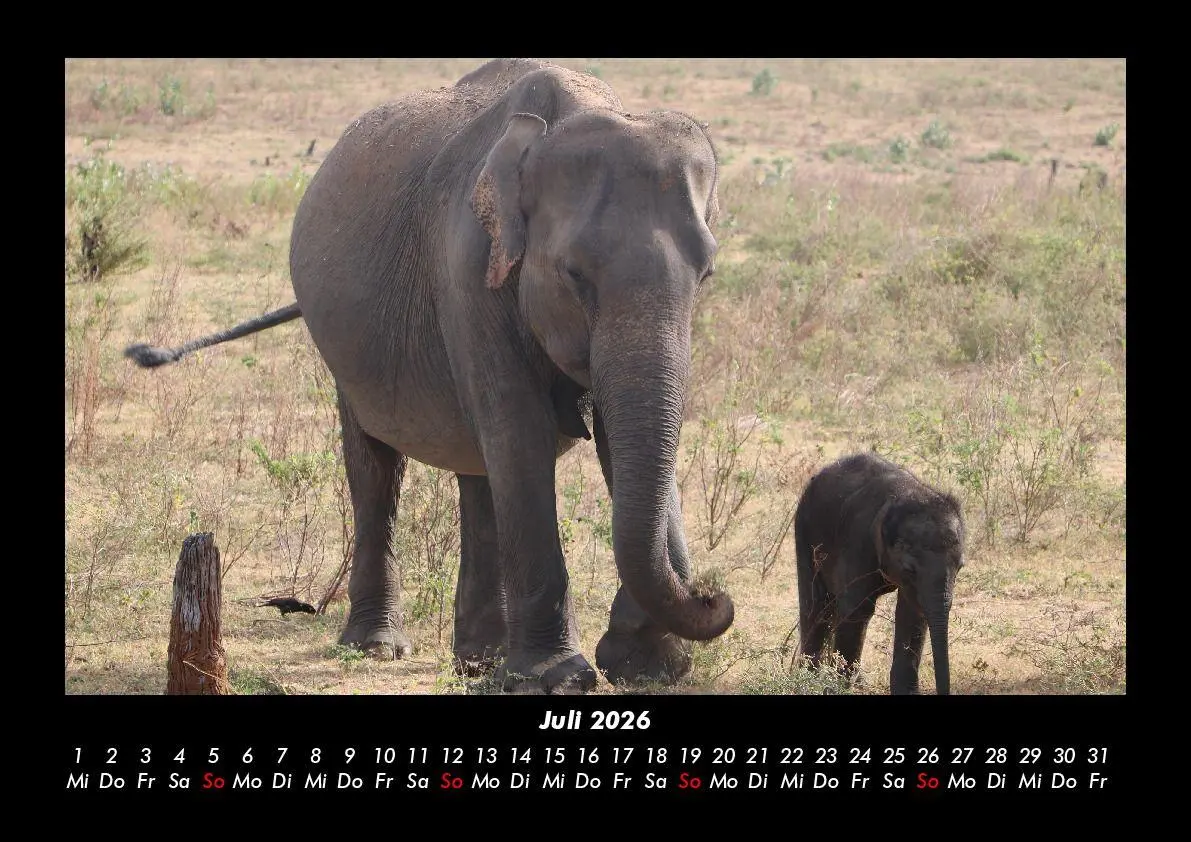 Bild: 9783695403363 | Elefanten Kalender 2026 Fotokalender DIN A3 | Tobias Becker | Kalender