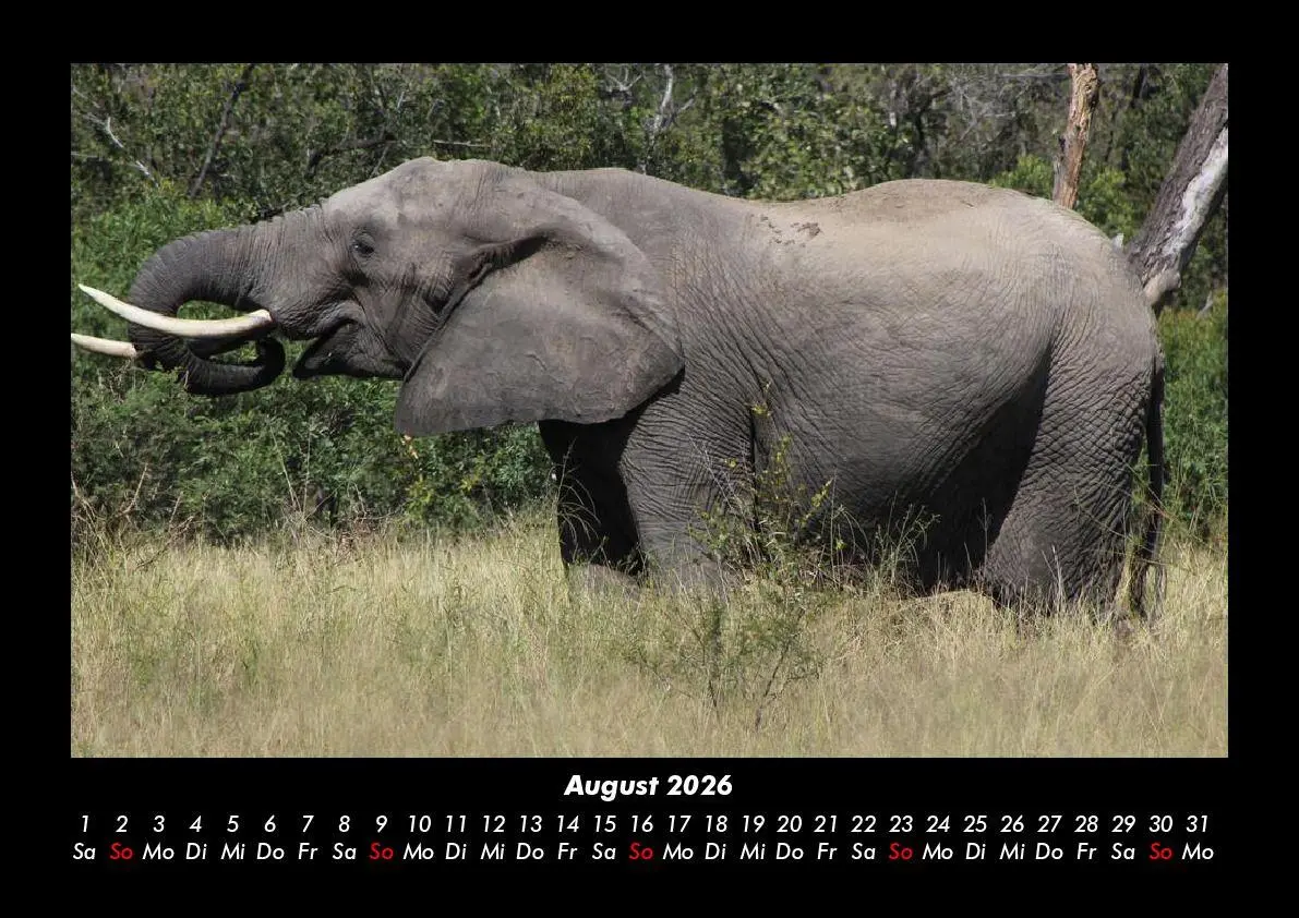 Bild: 9783695403363 | Elefanten Kalender 2026 Fotokalender DIN A3 | Tobias Becker | Kalender