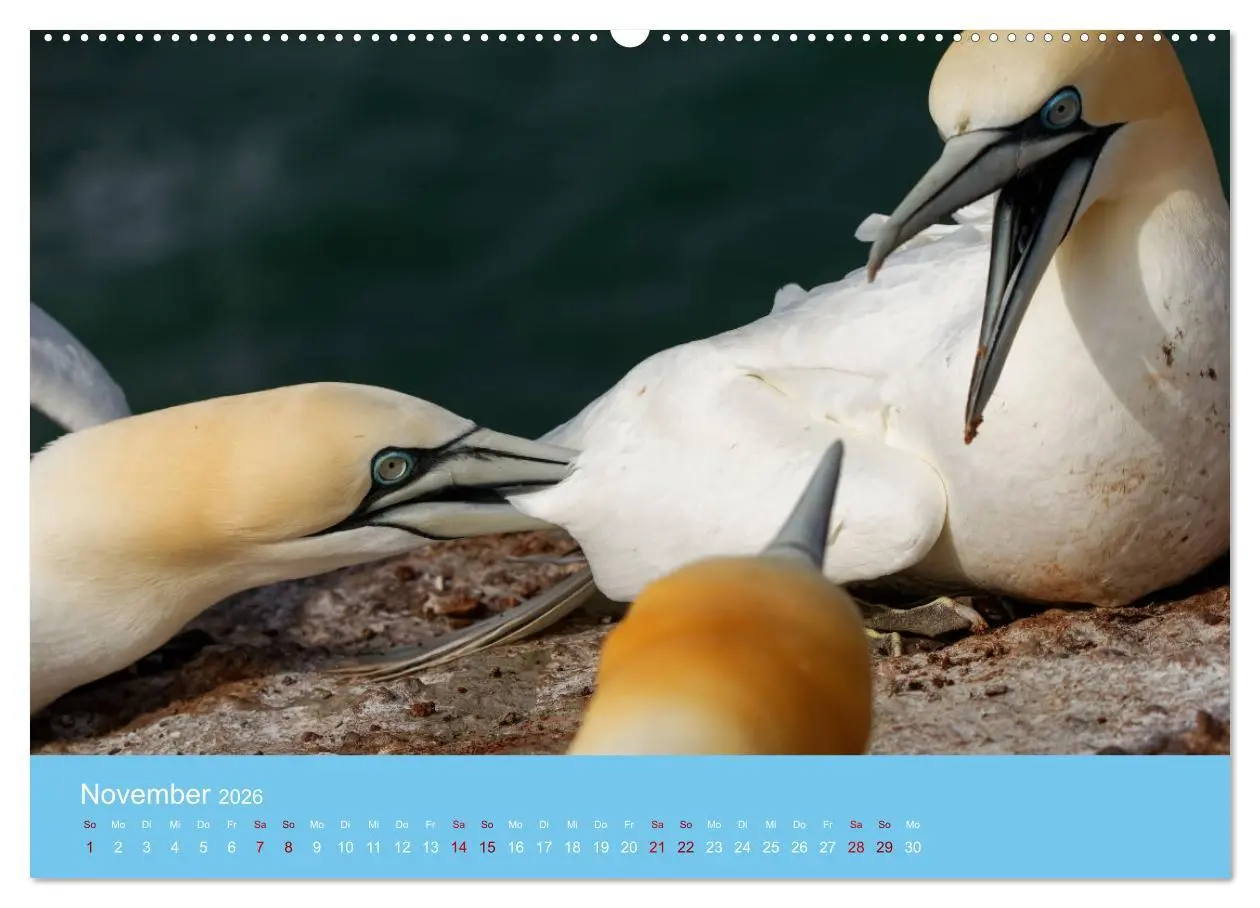 Bild: 9783457413463 | Basstölpel auf Helgoland - von Ostfriesenfotografie (hochwertiger...
