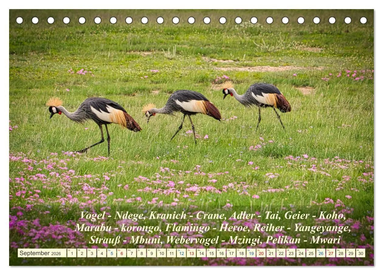 Bild: 9783457653463 | Jambo Kenya (Tischkalender 2026 DIN A5 quer), CALVENDO Monatskalender