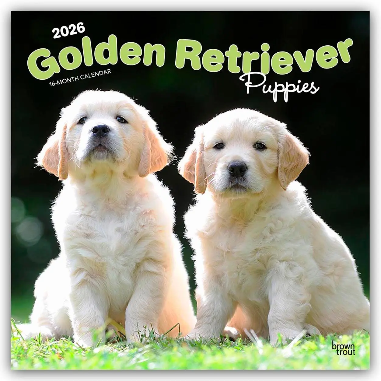 Cover: 9798330703463 | Golden Retriever Puppies - Golden Retriever Welpen 2026 -...