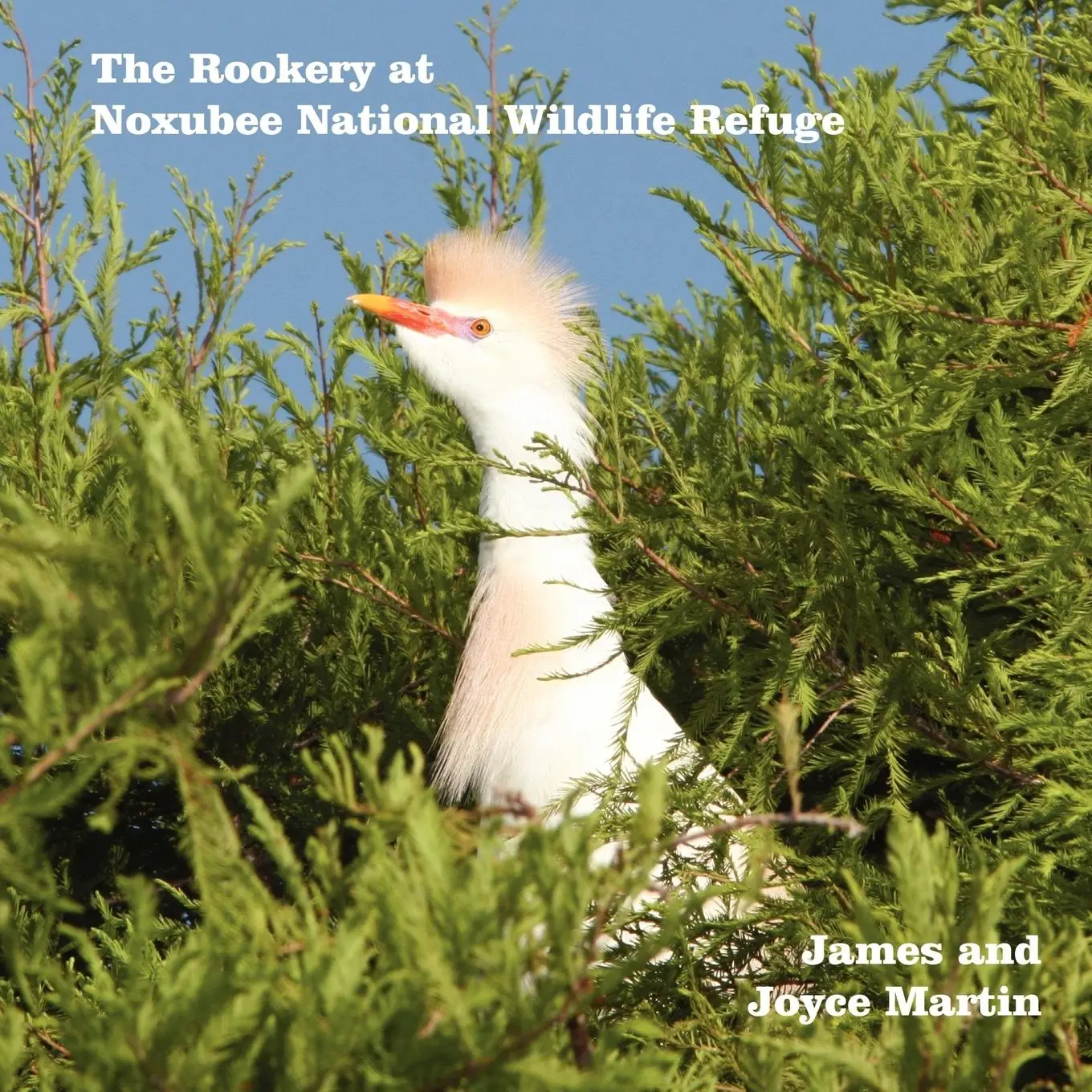 Cover: 9781430323563 | The Rookery at Noxubee Wildlife Refuge | Joyce Martin | Taschenbuch