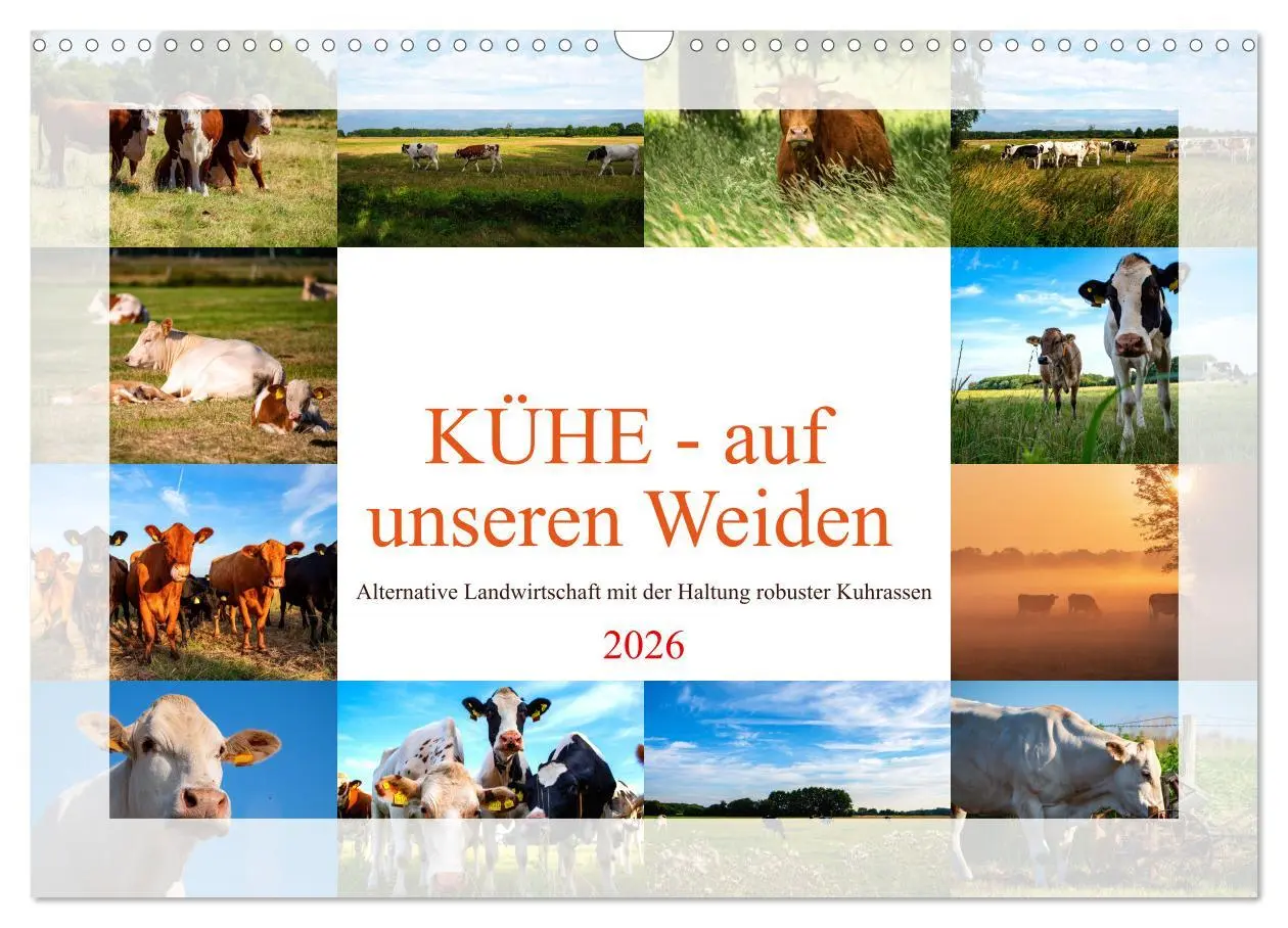 Cover: 9783457573563 | Kühe - auf unseren Weiden (Wandkalender 2026 DIN A3 quer), CALVENDO...