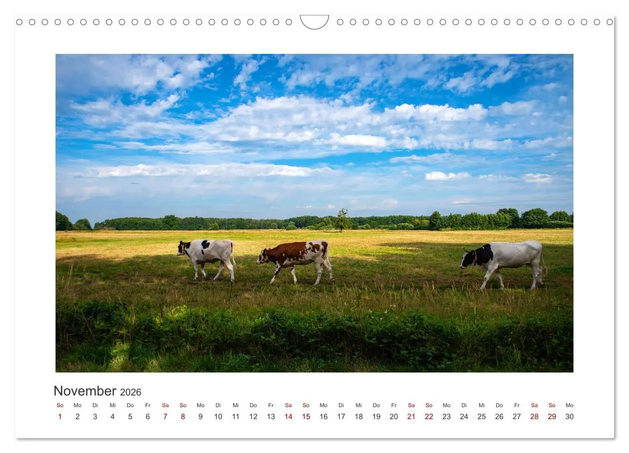 Bild: 9783457573563 | Kühe - auf unseren Weiden (Wandkalender 2026 DIN A3 quer), CALVENDO...