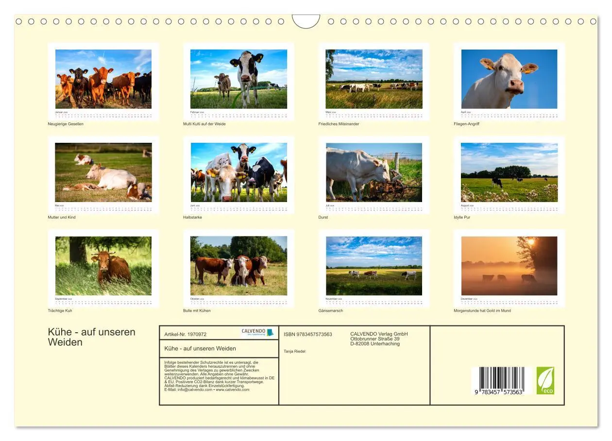 Bild: 9783457573563 | Kühe - auf unseren Weiden (Wandkalender 2026 DIN A3 quer), CALVENDO...