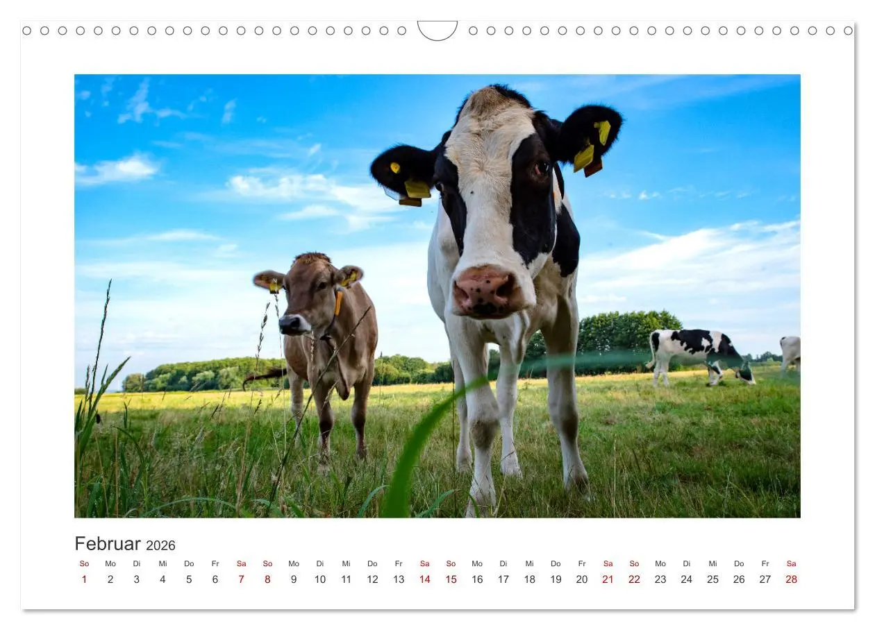Bild: 9783457573563 | Kühe - auf unseren Weiden (Wandkalender 2026 DIN A3 quer), CALVENDO...