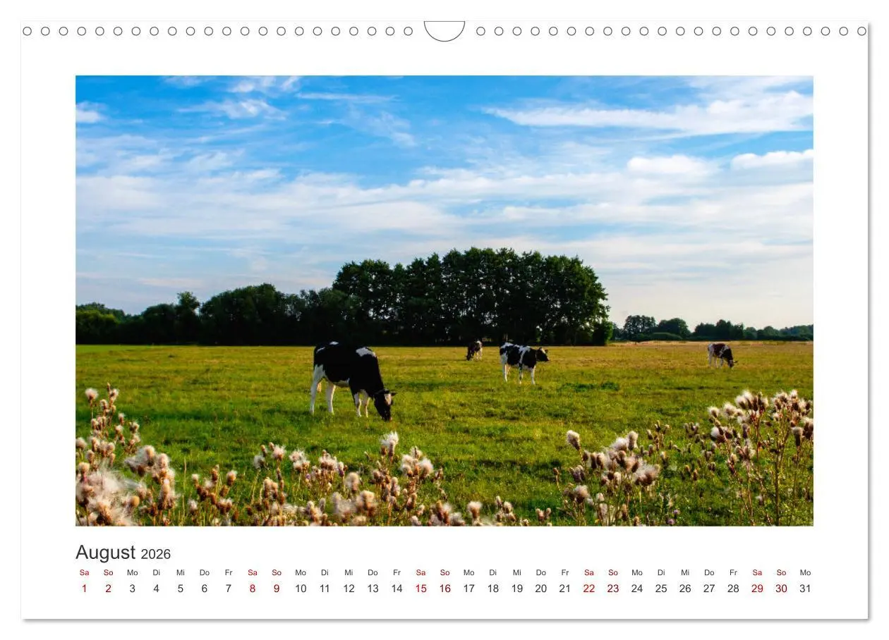 Bild: 9783457573563 | Kühe - auf unseren Weiden (Wandkalender 2026 DIN A3 quer), CALVENDO...