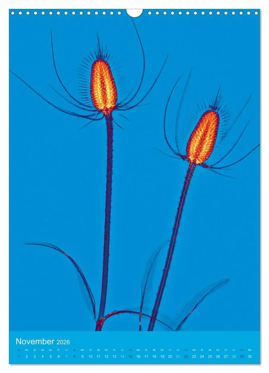 Bild: 9783516343663 | Durchleuchtete Blumenwelt 2026 (Wandkalender 2026 DIN A3 hoch),...