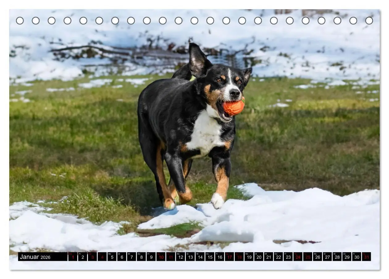 Bild: 9783457483763 | Appenzeller Sennenhunde - Fröhliche Kameraden (Tischkalender 2026...