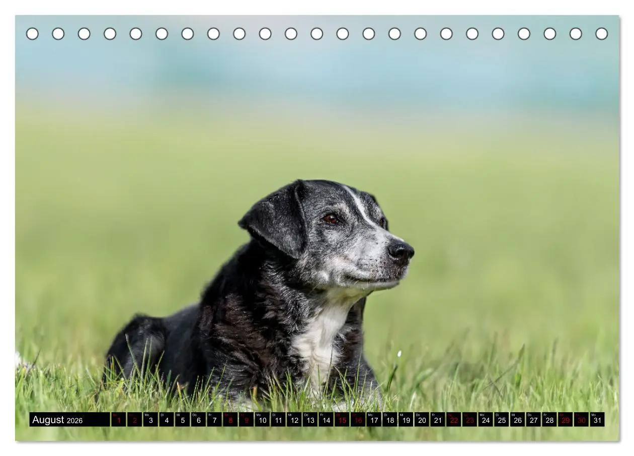 Bild: 9783457483763 | Appenzeller Sennenhunde - Fröhliche Kameraden (Tischkalender 2026...