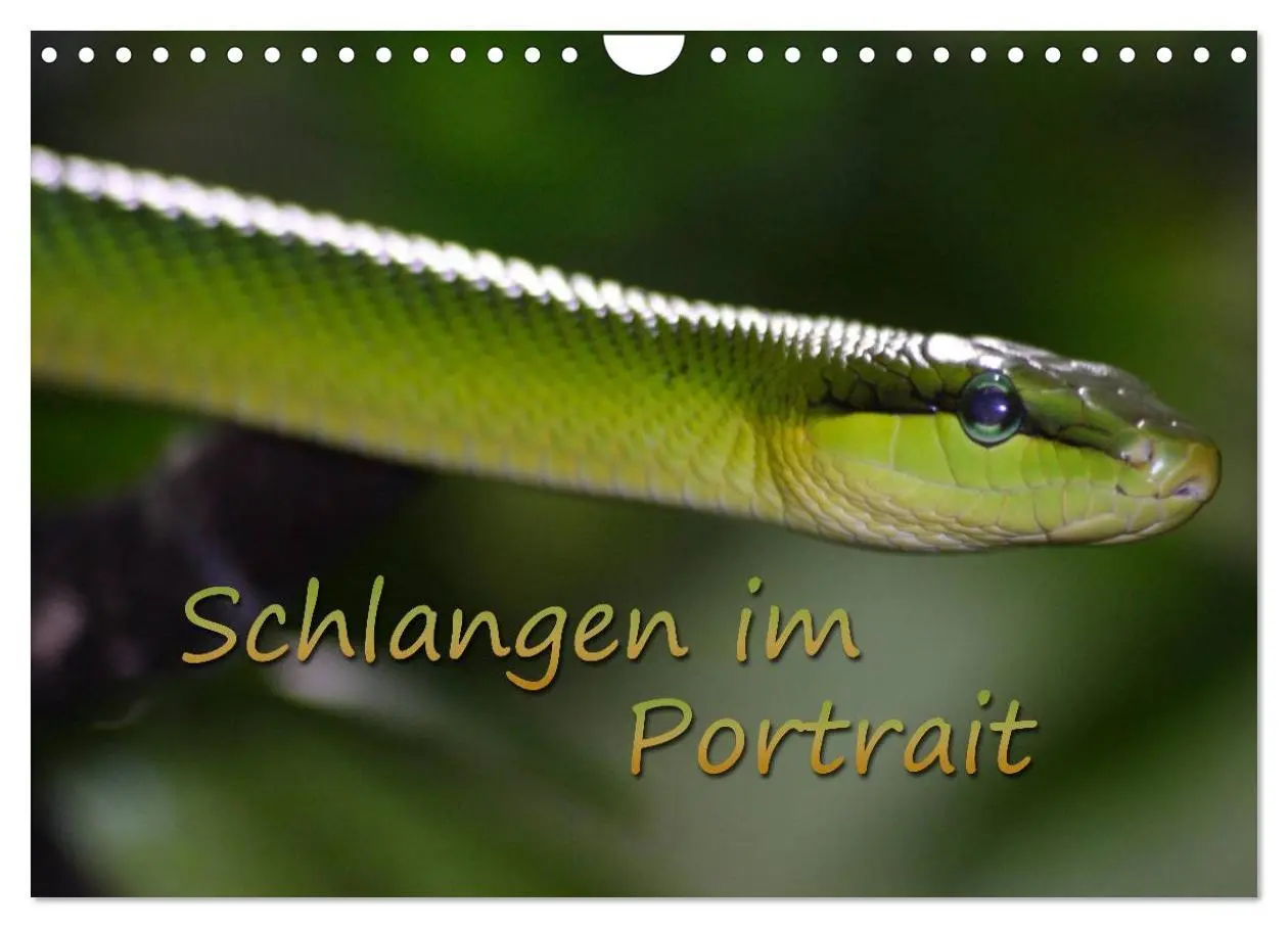 Cover: 9783516183863 | Schlangen im Portrait (Wandkalender 2026 DIN A4 quer), CALVENDO...