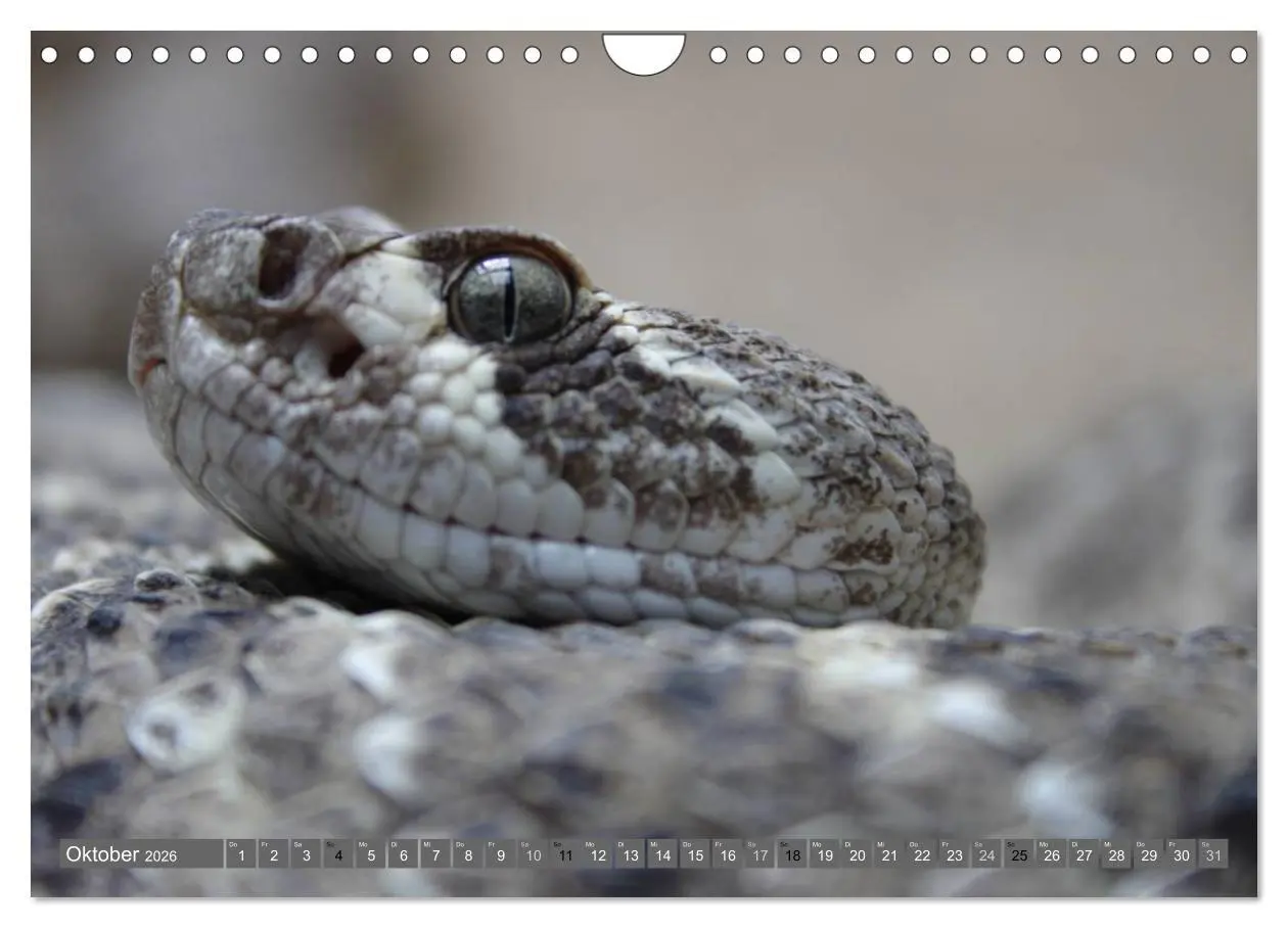 Bild: 9783516183863 | Schlangen im Portrait (Wandkalender 2026 DIN A4 quer), CALVENDO...