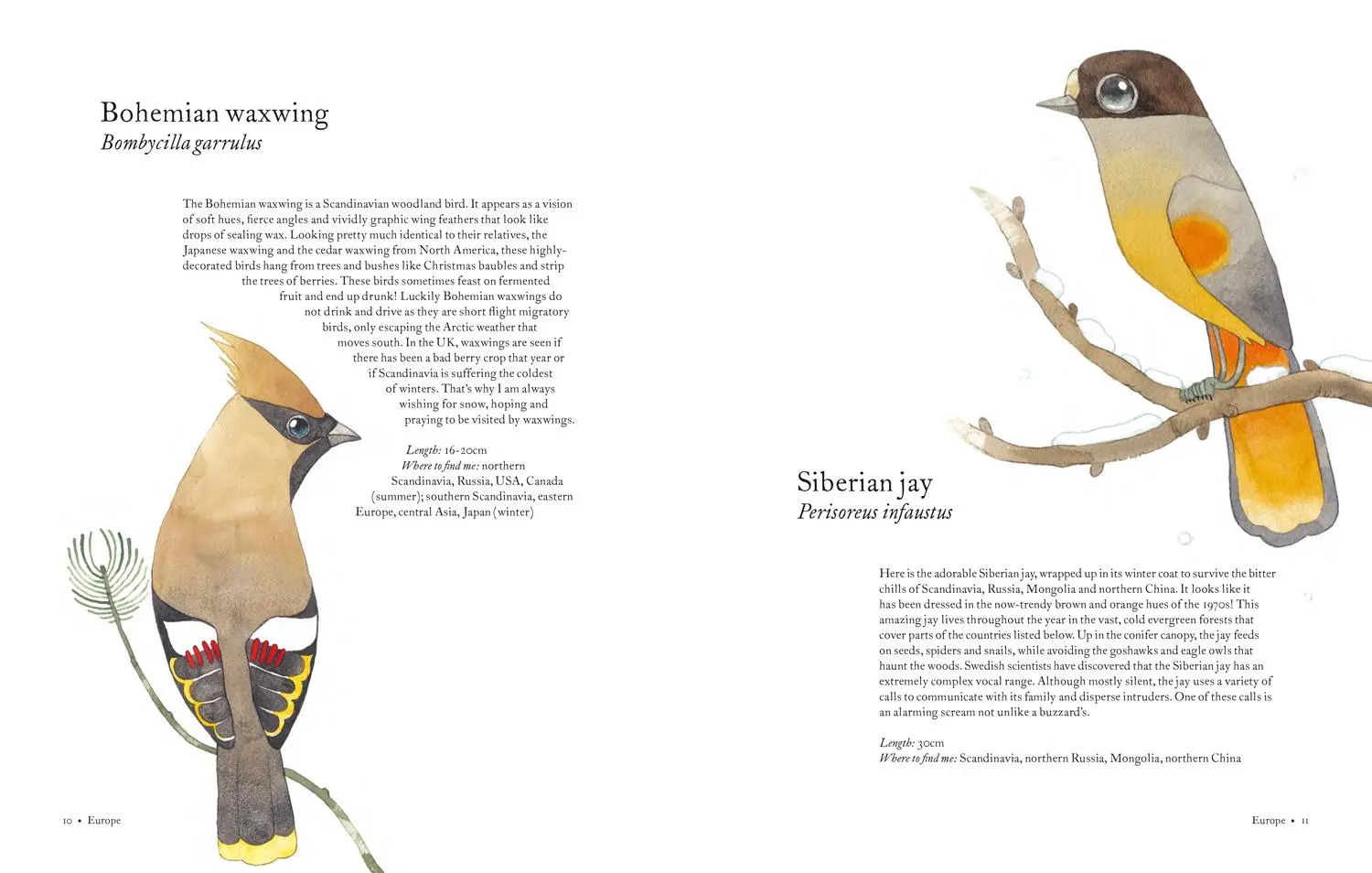 Bild: 9781843654063 | Atlas of Amazing Birds | Matt Sewell | Buch | Gebunden | Englisch