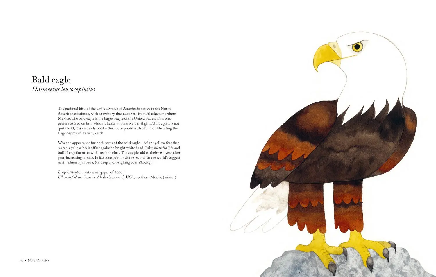 Bild: 9781843654063 | Atlas of Amazing Birds | Matt Sewell | Buch | Gebunden | Englisch