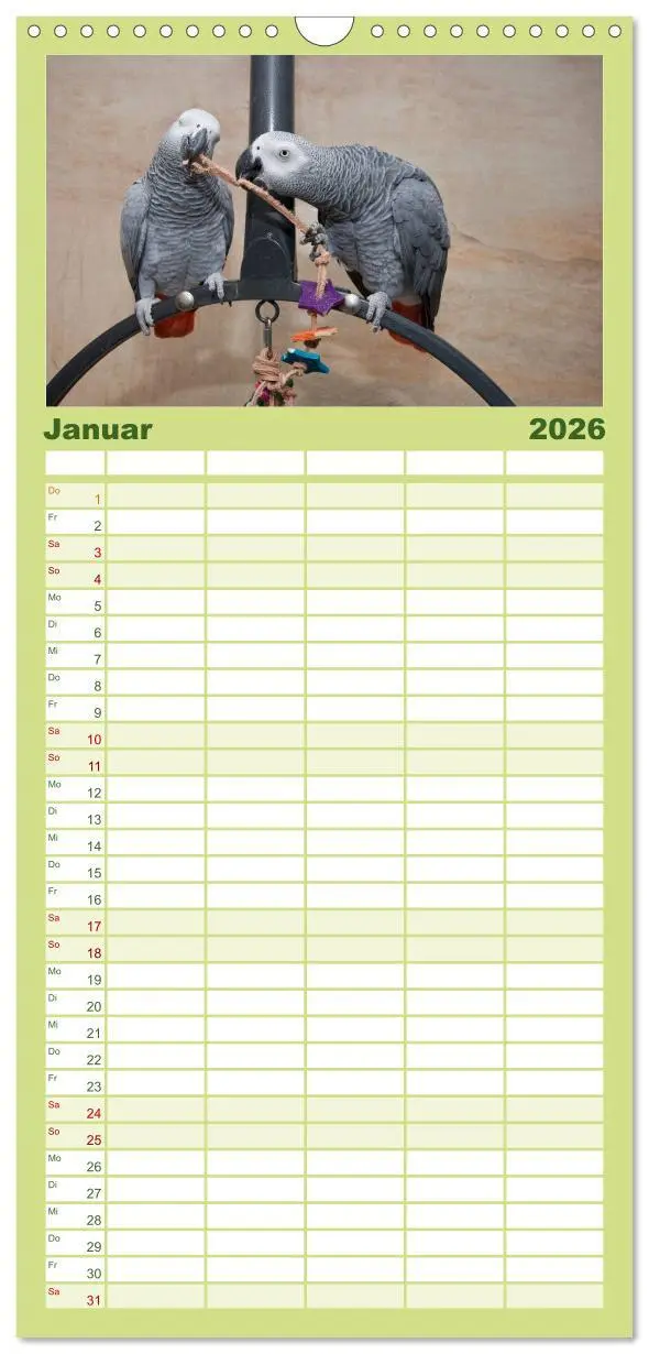 Bild: 9783516514063 | Familienplaner 2026 - Graupapageien zum Verlieben mit 5 Spalten...