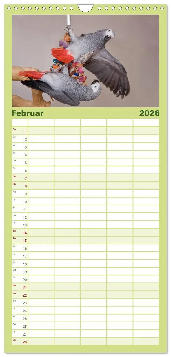 Bild: 9783516514063 | Familienplaner 2026 - Graupapageien zum Verlieben mit 5 Spalten...