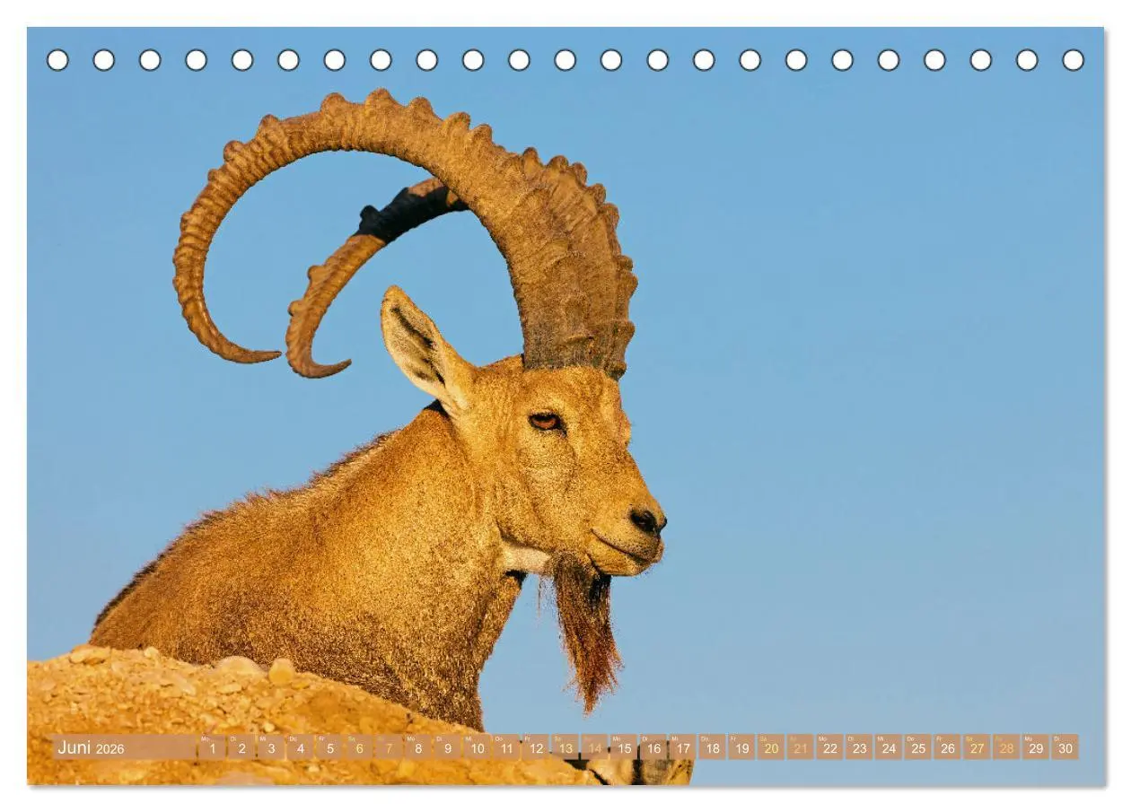 Bild: 9783457274163 | Auf Entdeckertour in Israel (Tischkalender 2026 DIN A5 quer),...