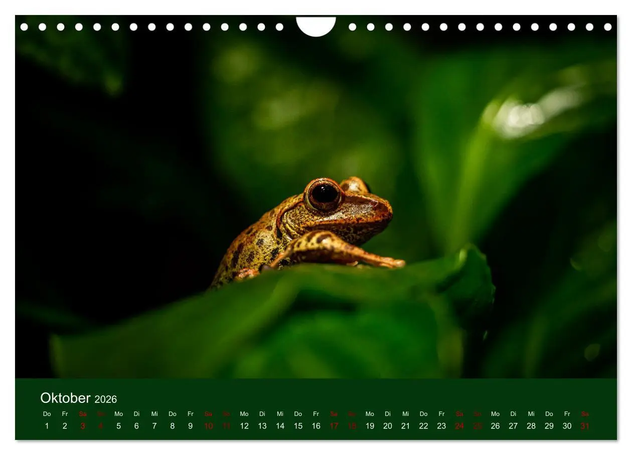 Bild: 9783457584163 | Reptilien &amp; Amphibien Portraits (Wandkalender 2026 DIN A4 quer),...