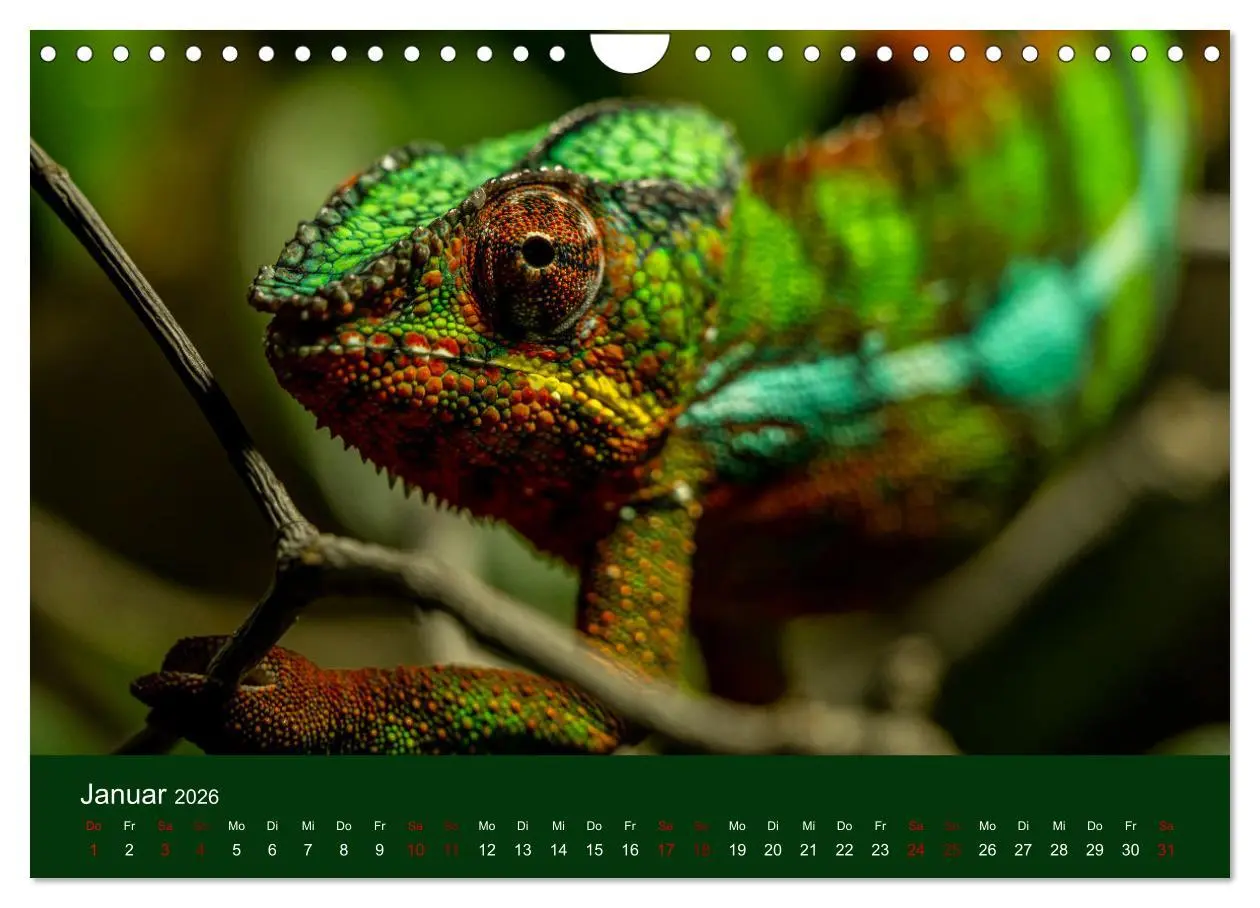 Bild: 9783457584163 | Reptilien &amp; Amphibien Portraits (Wandkalender 2026 DIN A4 quer),...