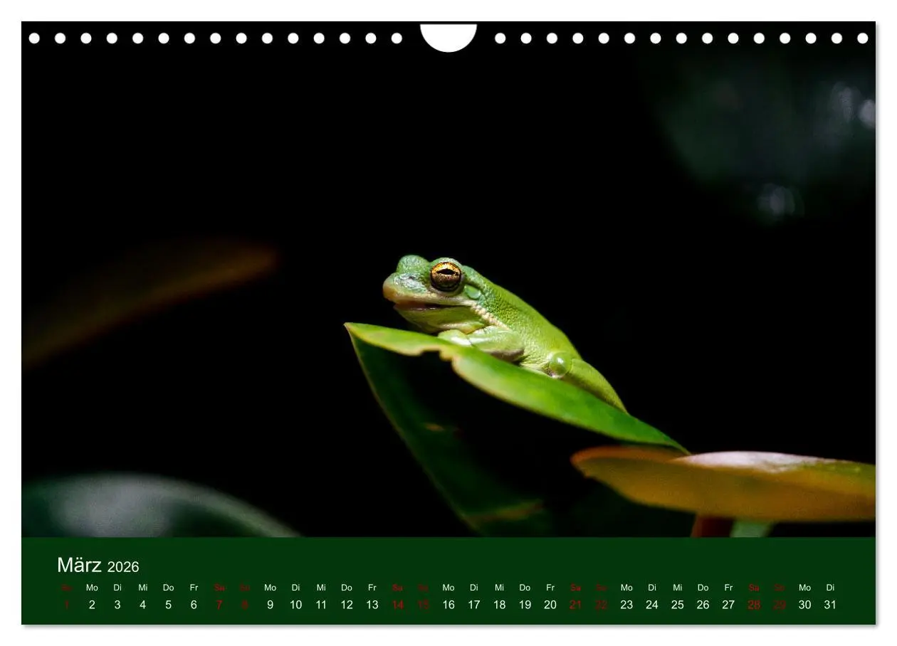 Bild: 9783457584163 | Reptilien &amp; Amphibien Portraits (Wandkalender 2026 DIN A4 quer),...