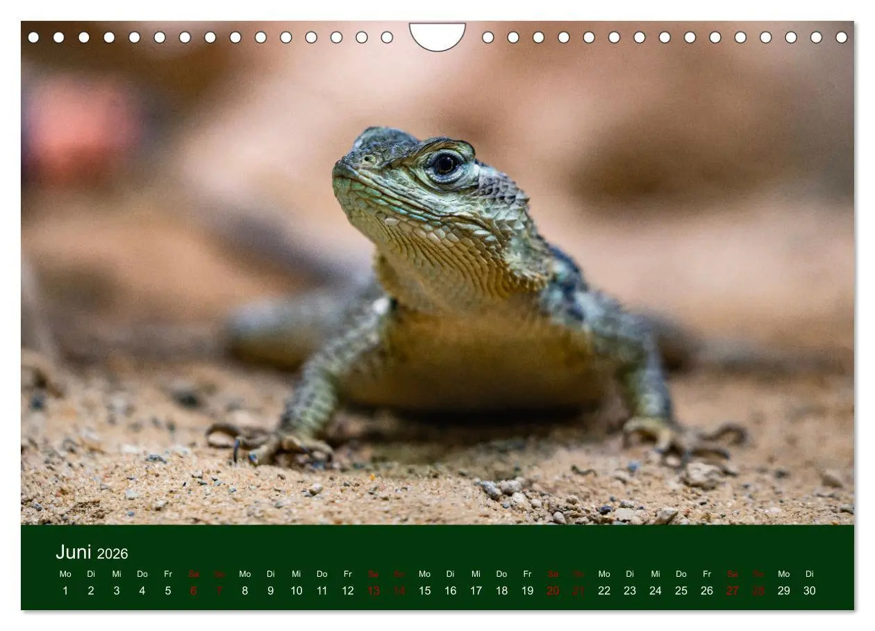 Bild: 9783457584163 | Reptilien &amp; Amphibien Portraits (Wandkalender 2026 DIN A4 quer),...