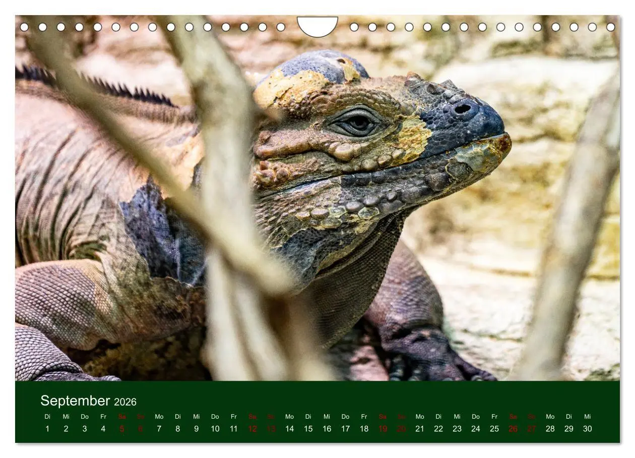 Bild: 9783457584163 | Reptilien &amp; Amphibien Portraits (Wandkalender 2026 DIN A4 quer),...