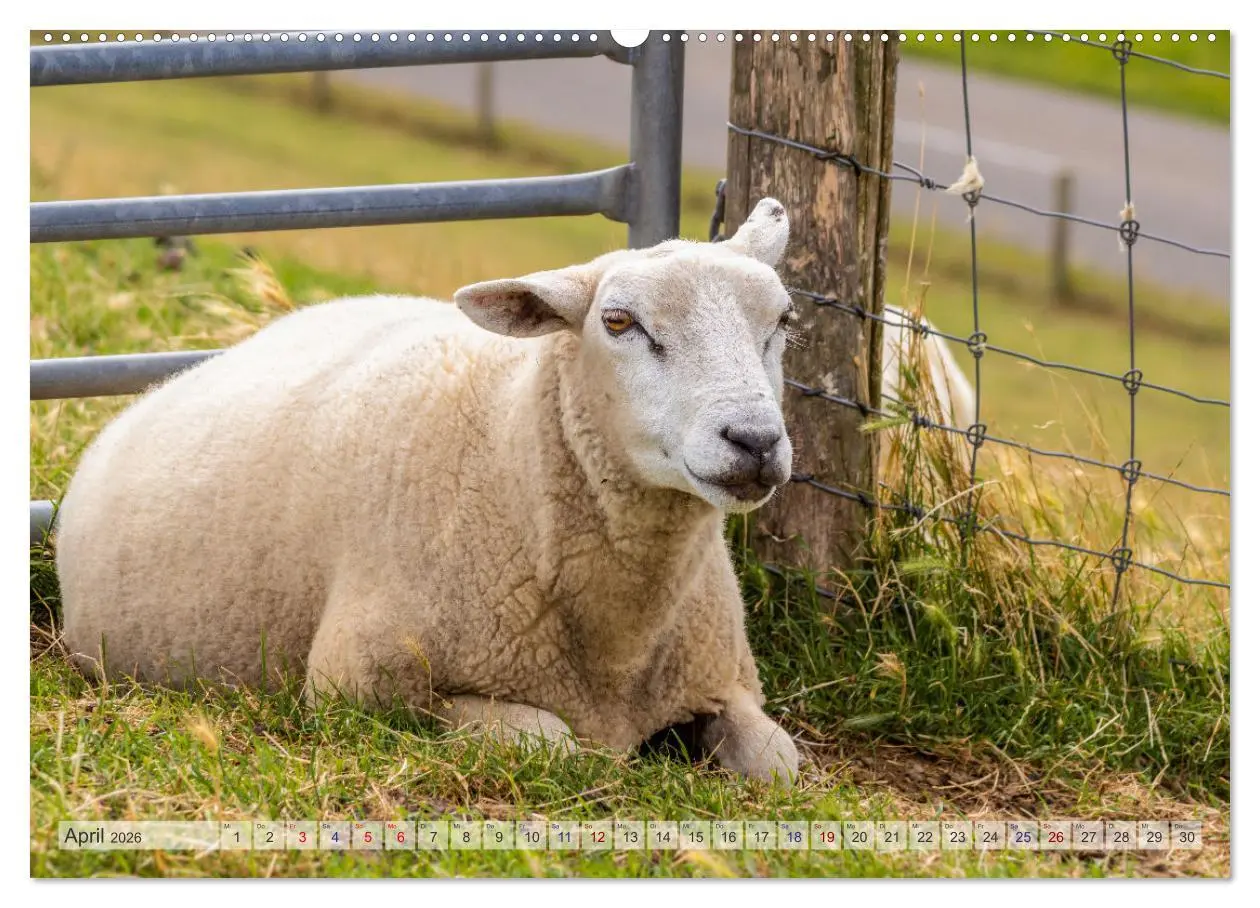 Bild: 9783457654163 | Texel - Kleine Insel, große Vielfalt (hochwertiger Premium...