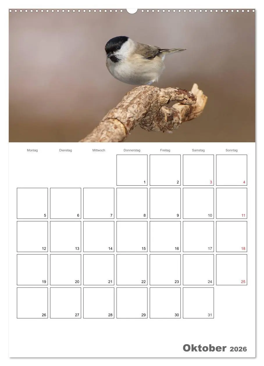 Bild: 9783516424263 | Vögel im heimischen Garten (hochwertiger Premium Wandkalender 2026...
