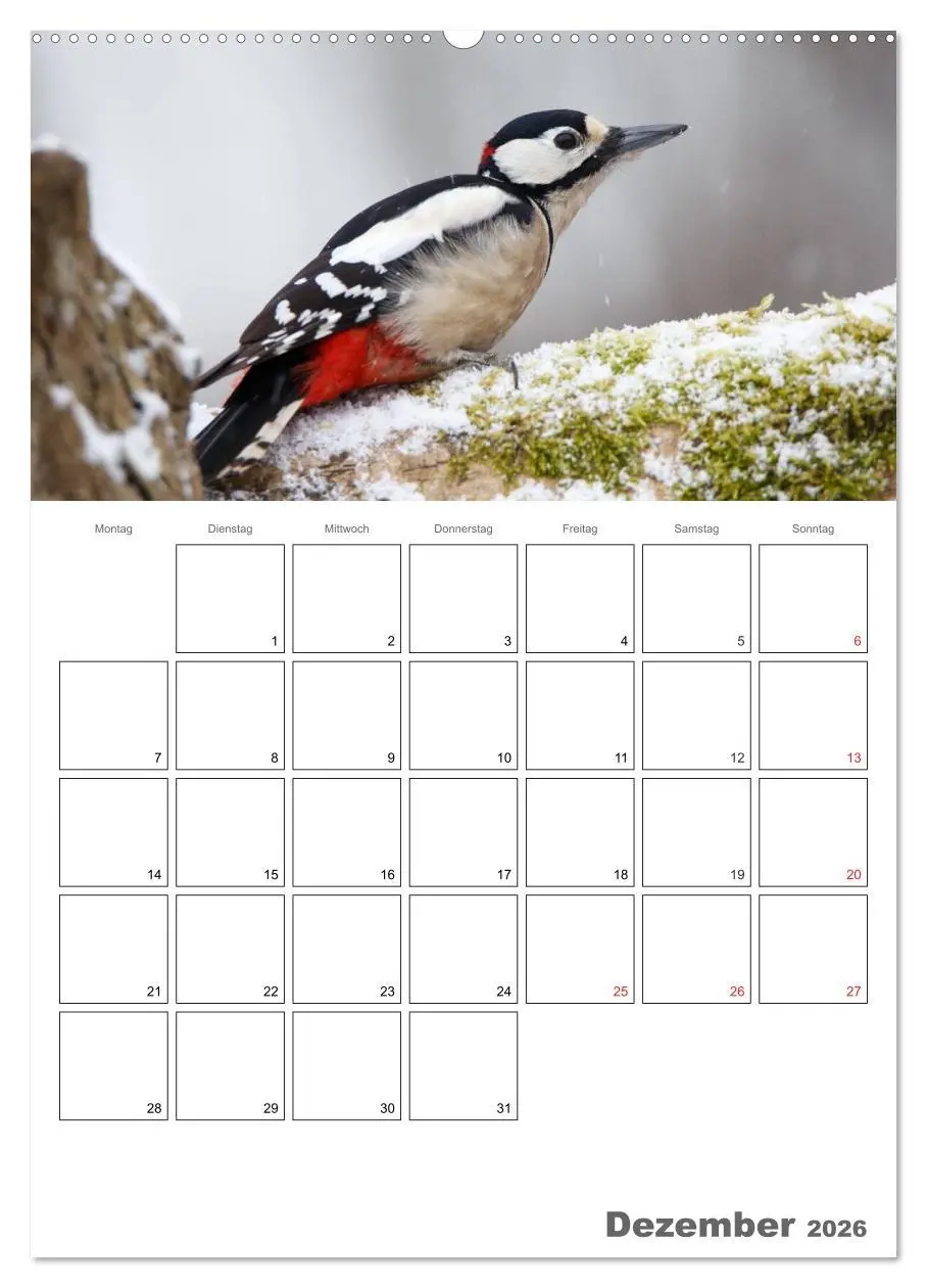 Bild: 9783516424263 | Vögel im heimischen Garten (hochwertiger Premium Wandkalender 2026...