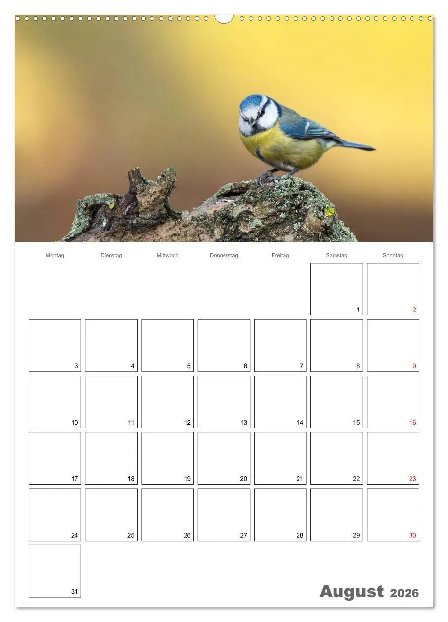 Bild: 9783516424263 | Vögel im heimischen Garten (hochwertiger Premium Wandkalender 2026...