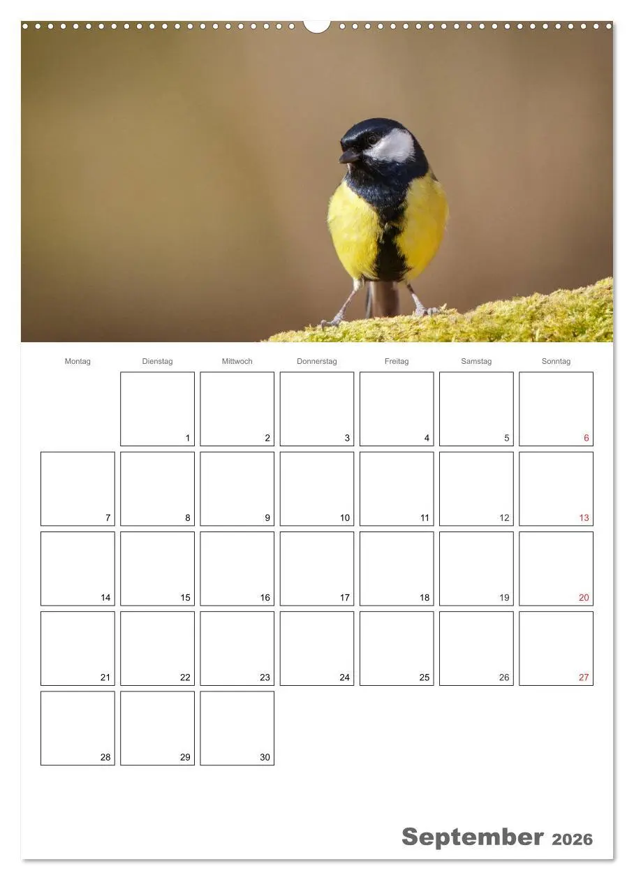 Bild: 9783516424263 | Vögel im heimischen Garten (hochwertiger Premium Wandkalender 2026...