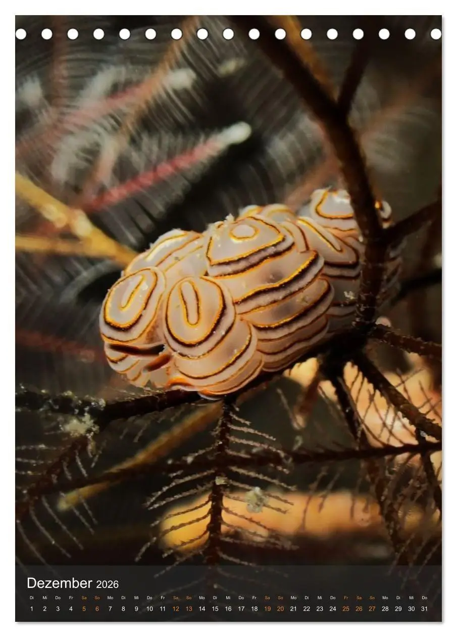 Bild: 9783516734263 | Nudibranches Meeresnacktschnecken aus Nord-Sulawesi (Tischkalender...