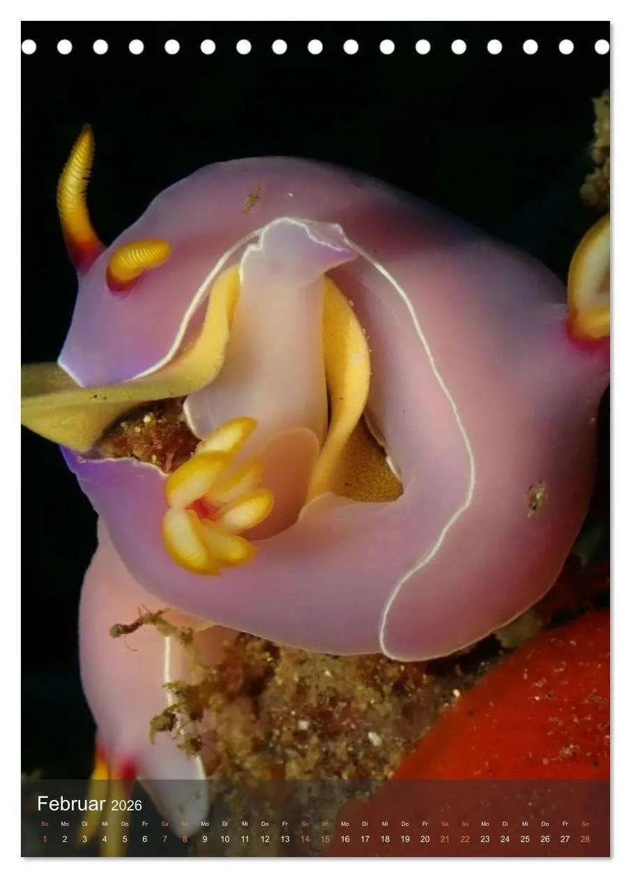 Bild: 9783516734263 | Nudibranches Meeresnacktschnecken aus Nord-Sulawesi (Tischkalender...