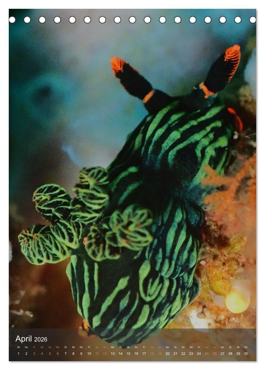 Bild: 9783516734263 | Nudibranches Meeresnacktschnecken aus Nord-Sulawesi (Tischkalender...