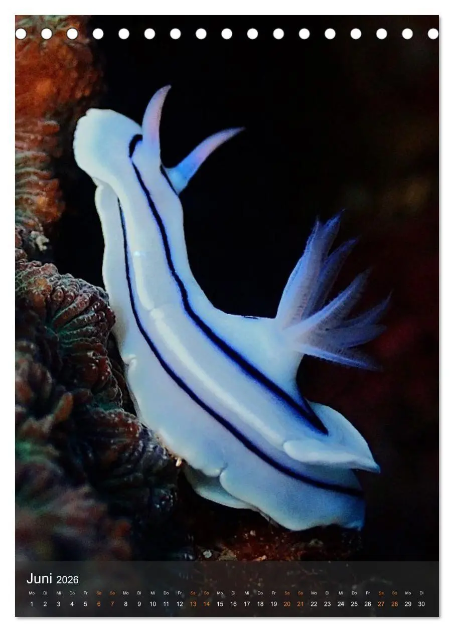 Bild: 9783516734263 | Nudibranches Meeresnacktschnecken aus Nord-Sulawesi (Tischkalender...