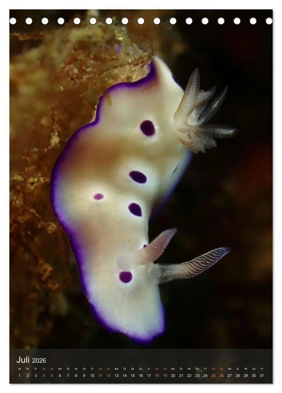 Bild: 9783516734263 | Nudibranches Meeresnacktschnecken aus Nord-Sulawesi (Tischkalender...