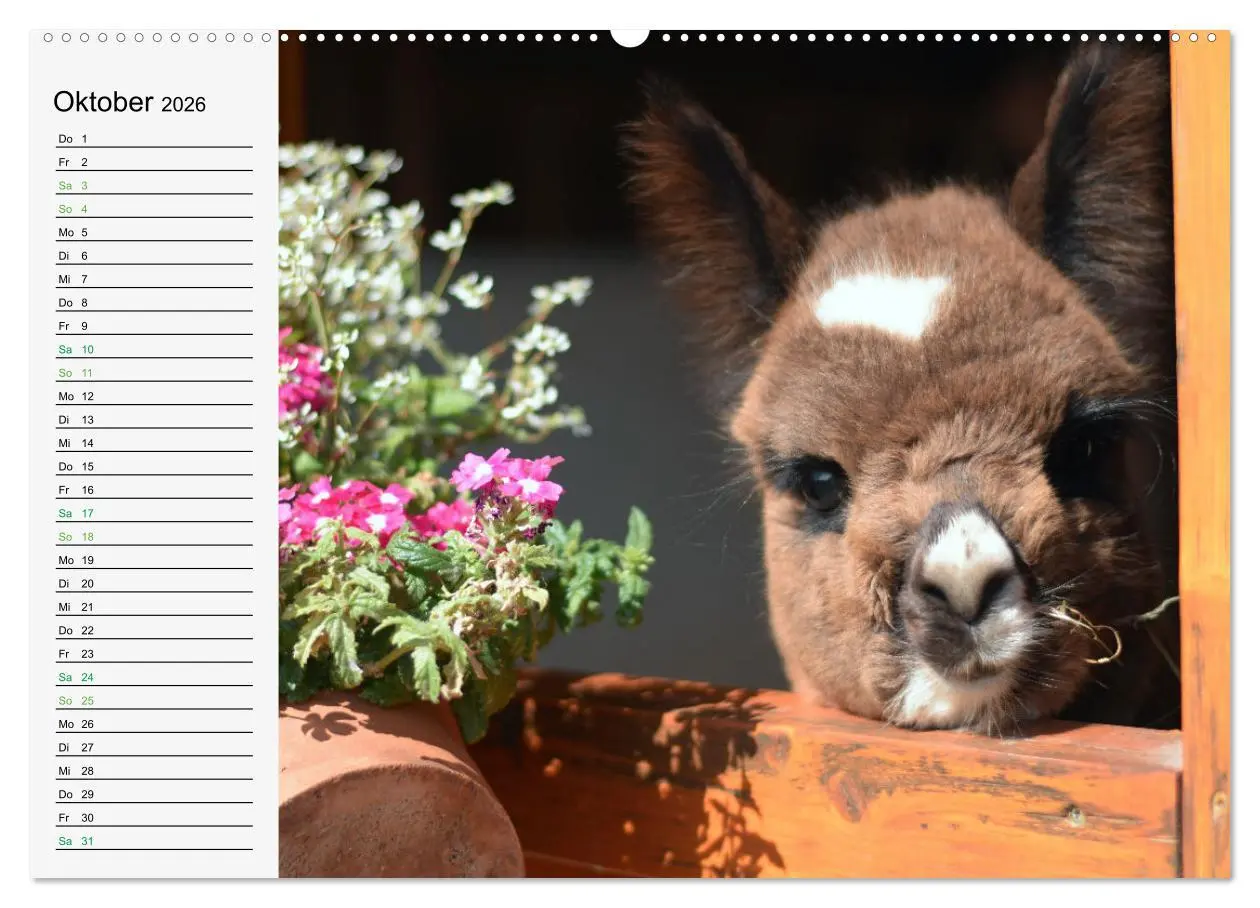 Bild: 9783457564363 | Alpakababys zum Verlieben (Wandkalender 2026 DIN A2 quer), CALVENDO...