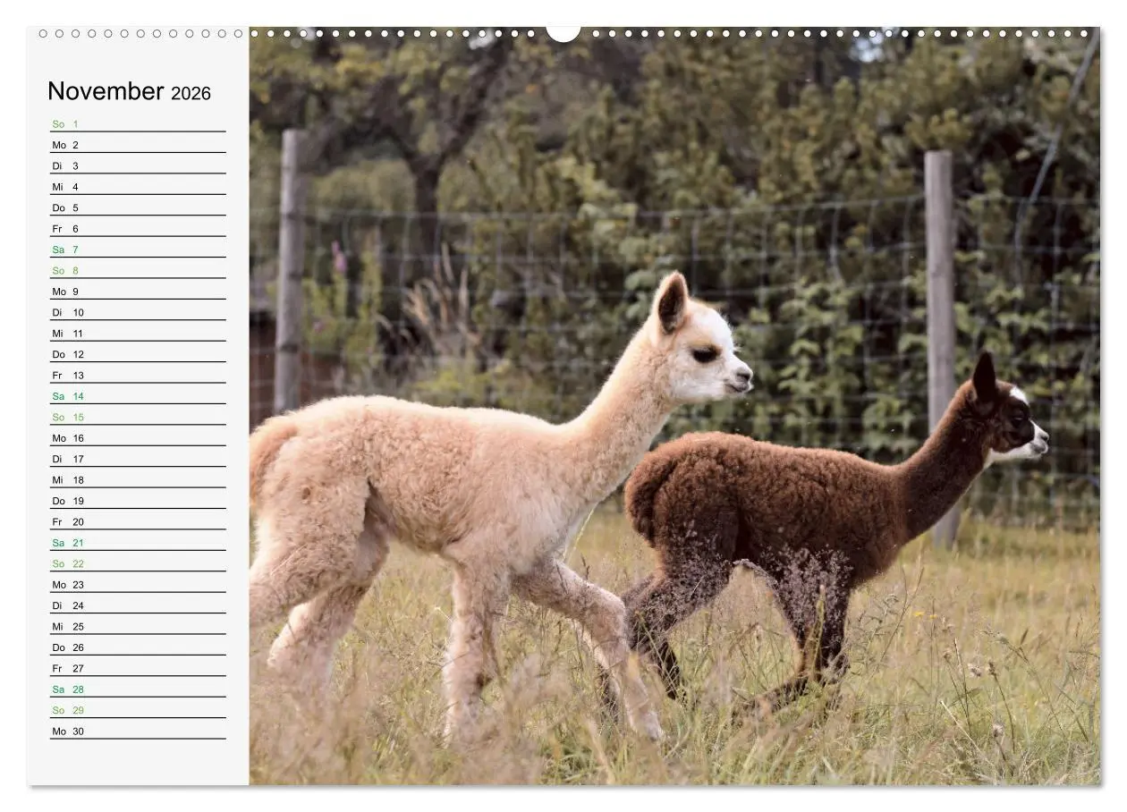 Bild: 9783457564363 | Alpakababys zum Verlieben (Wandkalender 2026 DIN A2 quer), CALVENDO...
