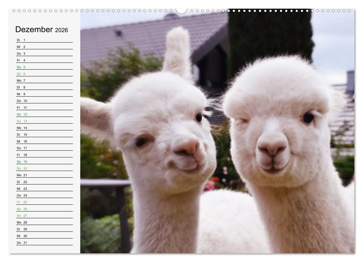 Bild: 9783457564363 | Alpakababys zum Verlieben (Wandkalender 2026 DIN A2 quer), CALVENDO...